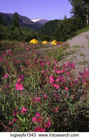 Camping along the Copper River in Alaska View Large Photo Image Stock Image - Camping along the Copper River in Alaska. Fotosearch