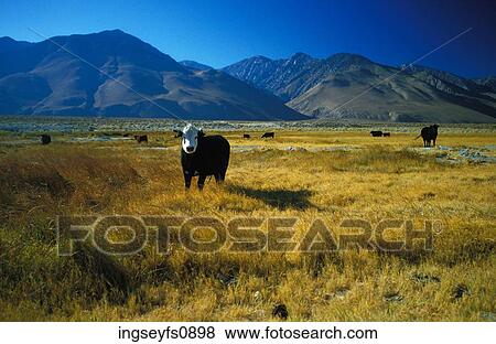 Cattle in a Field with Mountains View Large Photo Image Stock Photo - Cattle in a Field with Mountains. Fotosearch