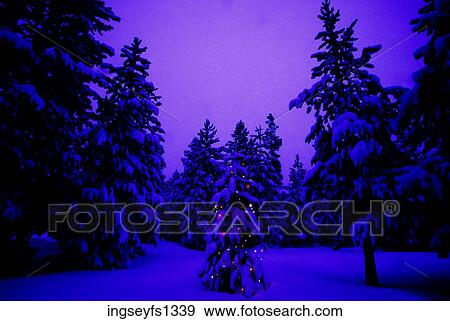 Christmas Lights on a Tiny Tree in the Forest View Large Photo Image Stock Photo - Christmas Lights on a Tiny Tree in the Forest. Fotosearch