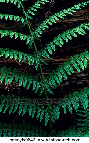 Close Up of a Fern View Large Photo Image Stock Image - Close Up of a Fern. Fotosearch