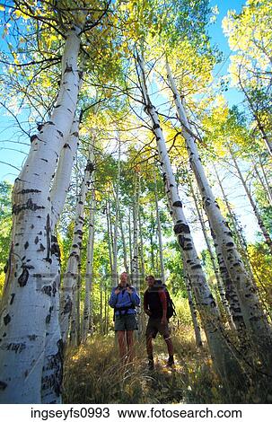 Couple Hiking in Aspen Grove View Large Photo Image Stock Image - Couple Hiking in Aspen Grove. Fotosearch