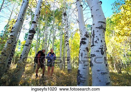 Couple Hiking in Aspen Grove View Large Photo Image Stock Image - Couple Hiking in Aspen Grove. Fotosearch