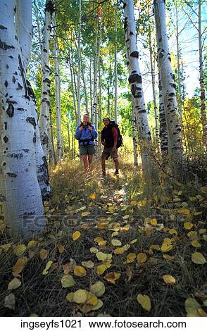 Couple Hiking in Aspen Grove View Large Photo Image Stock Image - Couple Hiking in Aspen Grove. Fotosearch
