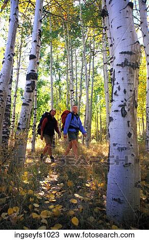Couple Hiking in Aspen Grove View Large Photo Image Stock Image - Couple Hiking in Aspen Grove. Fotosearch