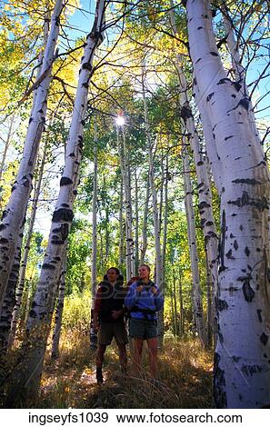 Couple Hiking Through Aspens View Large Photo Image Stock Photo - Couple Hiking Through Aspens. Fotosearch