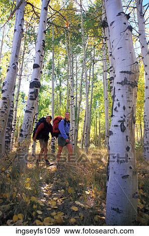 Couple Hiking Through Aspens View Large Photo Image Stock Photo - Couple Hiking Through Aspens. Fotosearch