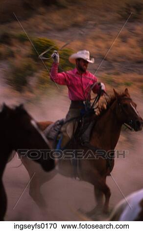 Cowboy Lassoing Horse View Large Photo Image Stock Image - Cowboy Lassoing Horse. Fotosearch