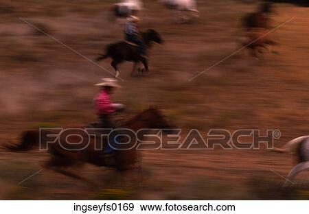 Cowboy Lassoing Horse View Large Photo Image Stock Photo - Cowboy Lassoing Horse. Fotosearch