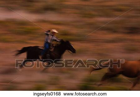 Stock Photo - Cowboy Lassoing Wild Horse. Fotosearch