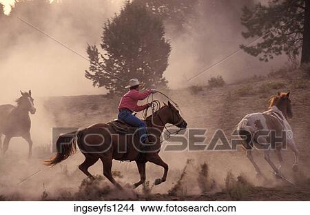 Cowboy Roping a Horse View Large Photo Image Picture - Cowboy Roping a Horse. Fotosearch