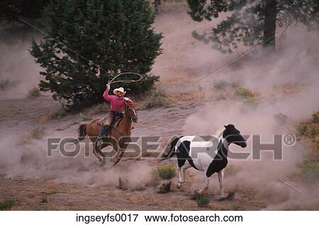 Cowboy Roping Wild Horse View Large Photo Image Stock Photo - Cowboy Roping Wild Horse. Fotosearch
