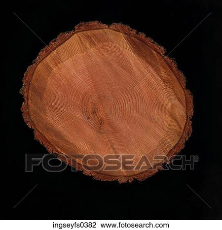 Cross Section of Tree View Large Photo Image Stock Image - Cross Section of Tree. Fotosearch