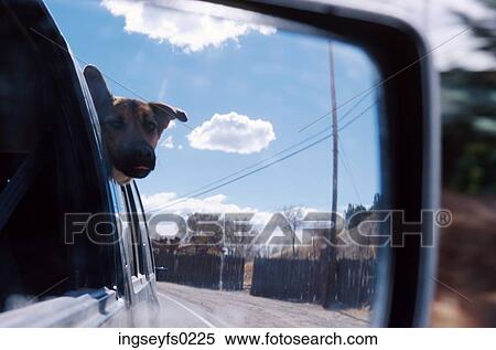 Dog Riding in the Car View Large Photo Image Stock Photography - Dog Riding in the Car. Fotosearch