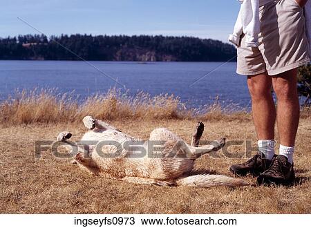 Dog Rolling in the Grass View Large Photo Image Stock Image - Dog Rolling in the Grass. Fotosearch