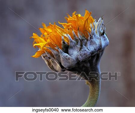 Dried Sunflower View Large Photo Image Stock Image - Dried Sunflower. Fotosearch