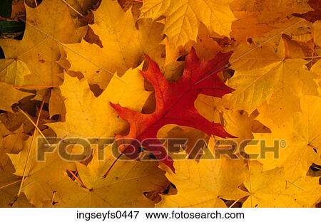 Fall Leaves View Large Photo Image Stock Photo - Fall Leaves. Fotosearch
