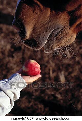 Stock Photo - Feeding An Apple to a Horse. Fotosearch