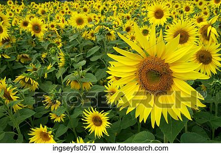 Field of Sunflowers View Large Photo Image Stock Image - Field of Sunflowers. Fotosearch