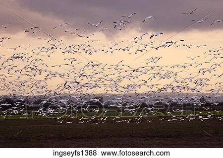 Flock of Birds Taking Flight View Large Photo Image Stock Photo - Flock of Birds Taking Flight. Fotosearch