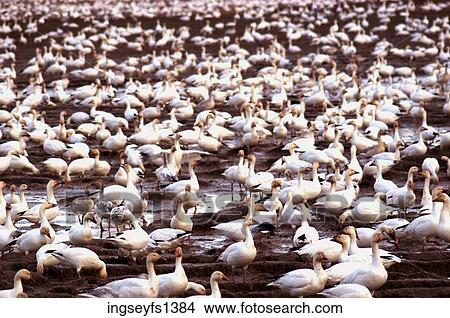 Flock of Geese at a Nesting Ground View Large Photo Image Picture - Flock of Geese at a Nesting Ground. Fotosearch