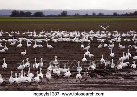 Stock Photo - Flock of Geese on the Ground. Fotosearch