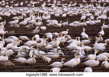 Flock of Geese on the Ground View Large Photo Image Stock Photograph - Flock of Geese on the Ground. Fotosearch