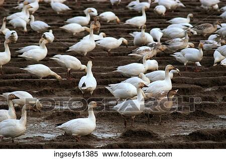 Flock of Geese on the Ground View Large Photo Image Stock Photography - Flock of Geese on the Ground. Fotosearch