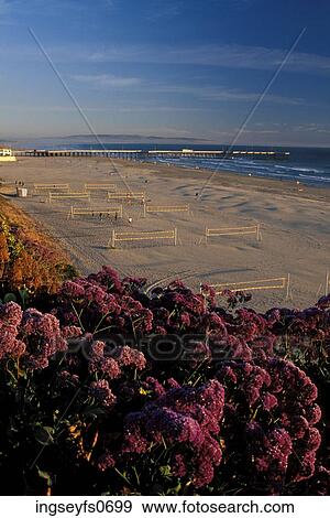 Flowers and Beach Volleyball View Large Photo Image Stock Photo - Flowers and Beach Volleyball. Fotosearch