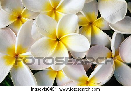 Flowers View Large Photo Image Stock Image - Flowers. Fotosearch