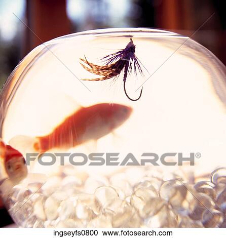 Fly Fishing Lure in Tiny Fish Bowl View Large Photo Image Stock Image - Fly Fishing Lure in Tiny Fish Bowl. Fotosearch