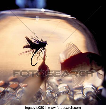 Flyfishing Lure in Bowl of Goldfish View Large Photo Image Stock Image - Flyfishing Lure in Bowl of Goldfish. Fotosearch