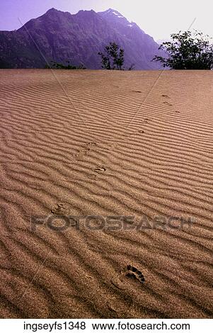 Footprints in Dunes along Copper River View Large Photo Image Stock Photo - Footprints in Dunes along Copper River. Fotosearch
