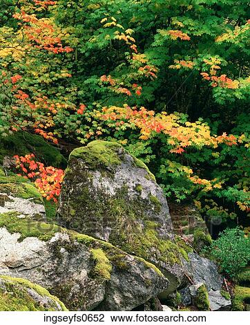 Forest Rocks View Large Photo Image Stock Image - Forest Rocks. Fotosearch