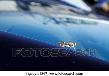 Grasshopper on Car Hood View Large Photo Image Stock Photo - Grasshopper on Car Hood. Fotosearch