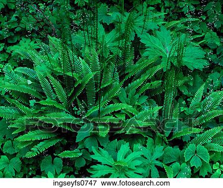 Green Ferns View Large Photo Image Stock Photo - Green Ferns. Fotosearch