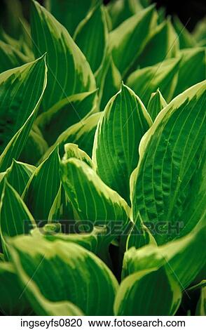 Green Leaves View Large Photo Image Stock Image - Green Leaves. Fotosearch