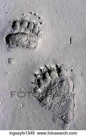 Grizzly Tracks in Alaska View Large Photo Image Stock Photo - Grizzly Tracks in Alaska. Fotosearch