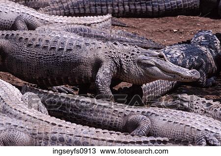 Group of Crocodiles View Large Photo Image Stock Image - Group of Crocodiles. Fotosearch