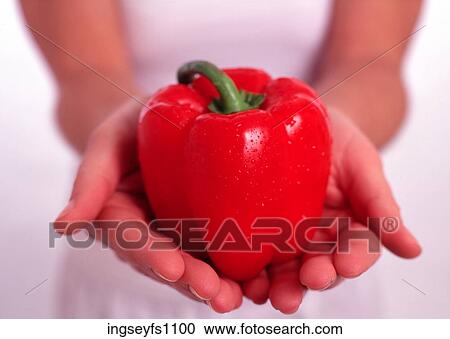 Hands Holding a Red Pepper View Large Photo Image Stock Image - Hands Holding a Red Pepper. Fotosearch
