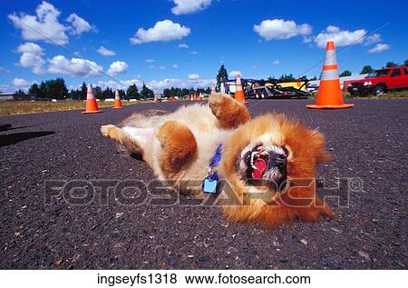 Happy Dog Lying on His Back View Large Photo Image Stock Photo - Happy Dog Lying on His Back. Fotosearch