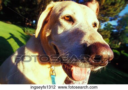 Happy Dog Panting View Large Photo Image Stock Image - Happy Dog Panting. Fotosearch