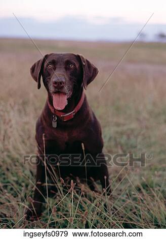 Happy Dog View Large Photo Image Stock Photo - Happy Dog. Fotosearch