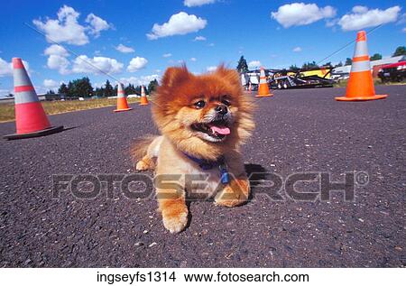 Happy Little Dog in the Road View Large Photo Image Picture - Happy Little Dog in the Road. Fotosearch