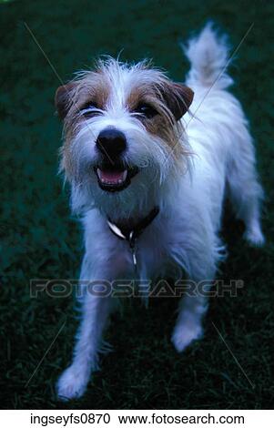 Happy Little Dog View Large Photo Image Stock Image - Happy Little Dog. Fotosearch