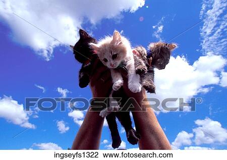 Stock Image - Holding Three Kittens Up in the Air. Fotosearch