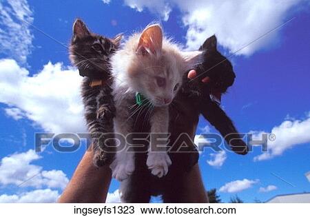 Holding Three Kittens Up in the Air View Large Photo Image Stock Image - Holding Three Kittens Up in the Air. Fotosearch