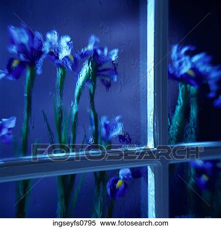 Irises Seen Through a Rainy Window View Large Photo Image Stock Photography - Irises Seen Through a Rainy Window. Fotosearch