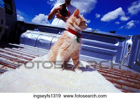 Kitten Standing in Truck Bed View Large Photo Image Stock Photo - Kitten Standing in Truck Bed. Fotosearch