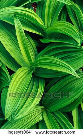 Leaves Tropical View Large Photo Image Stock Image - Leaves Tropical. Fotosearch
