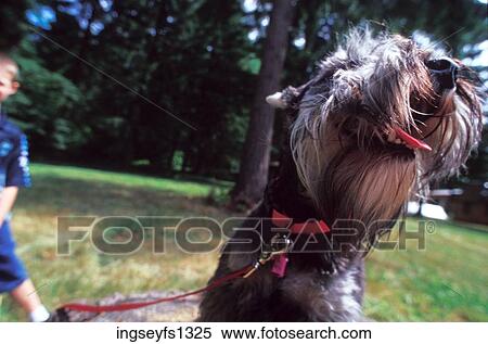 Little Boy Walking a Dog on a Leash View Large Photo Image Stock Photography - Little Boy Walking a Dog on a Leash. Fotosearch